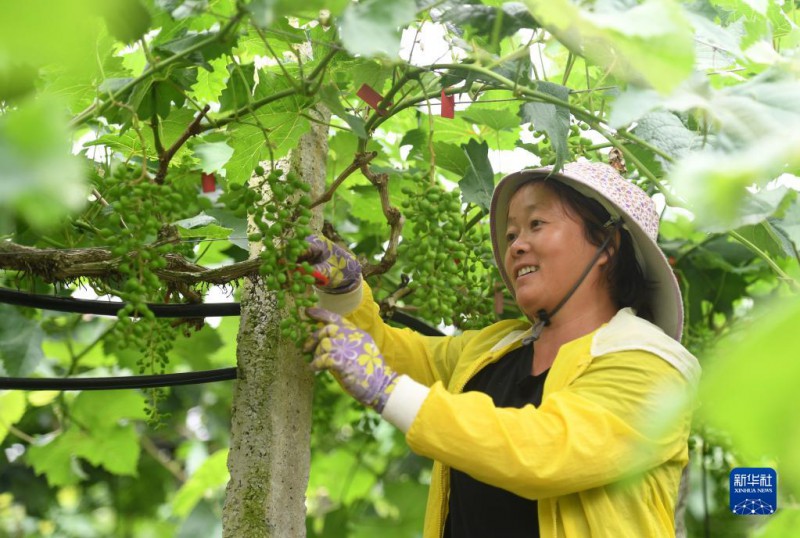 5月6日，在廣西東蘭縣武篆鎮東里村葡萄園，村民在管護葡萄。