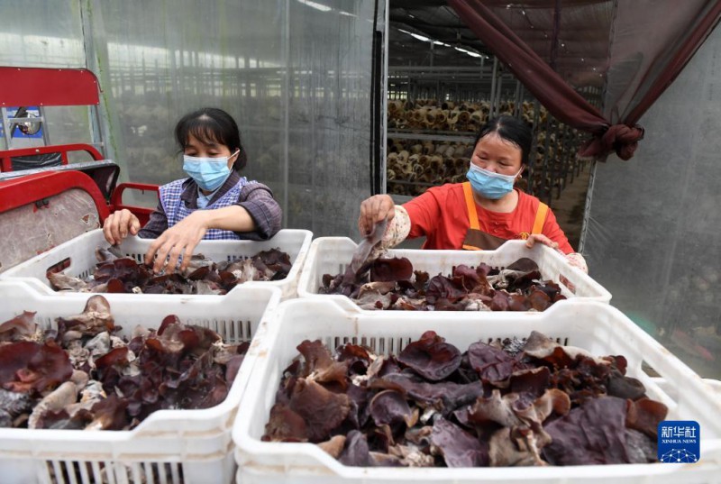 5月6日，在廣西東蘭貴隆生態農業科技有限公司食用菌產業園，工人分揀剛采摘的食用菌。